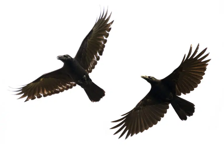 Huginn and Muninn: The Ravens of Odin