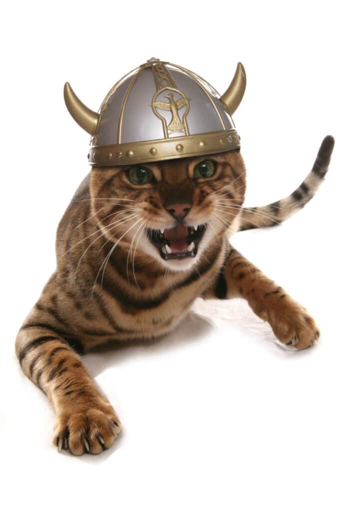 This photo is of a Bengal cat wearing a horned viking helmet. 